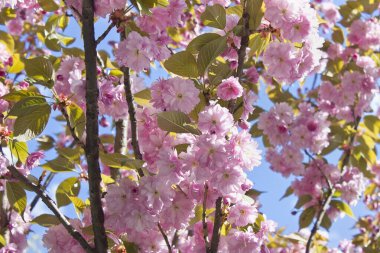 Bahar çiçekli sakura ağacı. Pembe Japon kiraz çiçekleri bir ağaç dalına yakın plan çekilir.