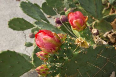 Kırmızı bir kaktüs çiçeğinin yakın çekimi. Çiçekli opuntia kaktüsü. 