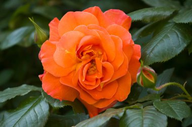 Bir portakallı gül. Bahçedeki çalılıkta bir gül