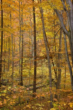 Sonbahar manzarası. Sarı yapraklı bir sonbahar ormanı manzarası