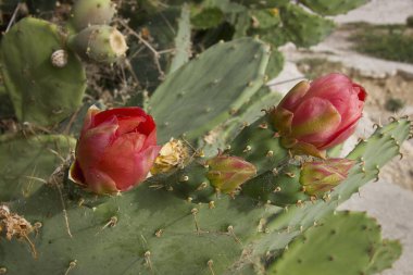 Kırmızı bir kaktüs çiçeğinin yakın çekimi. Çiçekli opuntia kaktüsü. 