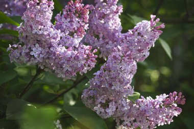 Çiçekli mor leylak çalısı yakın plan. Çiçekli leylak çalısı