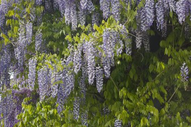 Çiçekli salkımın fırçaları. Baharda mavi salkım çiçekleri