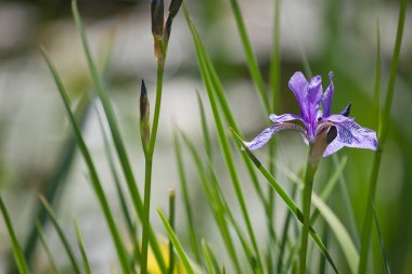 Mor bir iris çiçeğinin yakın çekimi. Bahçede Iris çiçeği.
