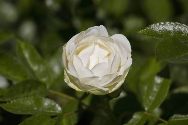Yakın planda çalıların üzerinde beyaz bir gül. Bahçede açan bir gül çalısı