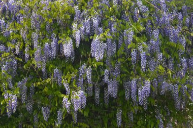 Çiçekli salkımın fırçaları. Baharda mavi salkım çiçekleri