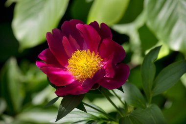 Sarı merkezli Burgundy şakayığı. Yakın planda bir çiçek.. 