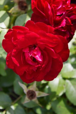 Bahçedeki çalıların üzerinde kırmızı gül.