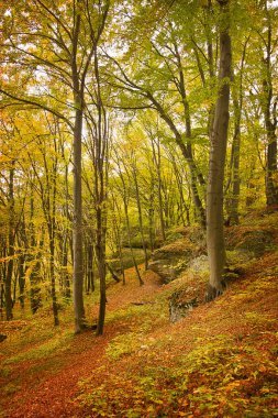  Sonbahar orman manzarası. Sonbahar yaprak döken orman