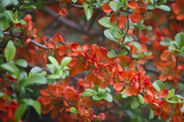 Çiçek açan Japon ayva balığının dalına yakın çekim. Çiçekli kırmızı çiçekli bahar çalısı