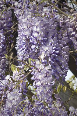 Çiçek açan salkım salkımının fırçaları. Baharda mavi salkım çiçekleri