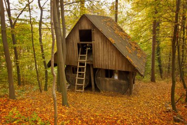 Resimli sonbahar manzarası. Ağaçların sarardığı ve yaprakların döküldüğü orman. Sonbahar ormanında terk edilmiş ahşap kulübe.