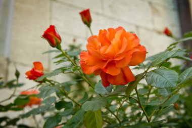 Bir portakallı gül. Bahçedeki çalılıkta bir gül