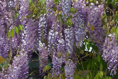 Çiçek açan salkım salkımının fırçaları. Baharda mavi salkım çiçekleri