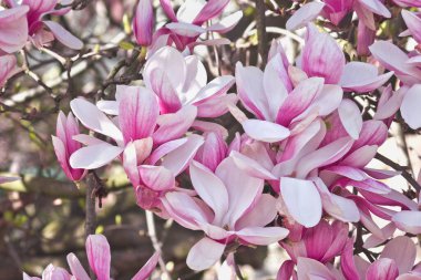 Bahar çiçekli pembe manolya ağacı. Magnolia Soul Angeana Çiçek açan dallar