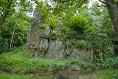 Nehrin kıyısındaki ormanda kayalar. Yaz manzarası