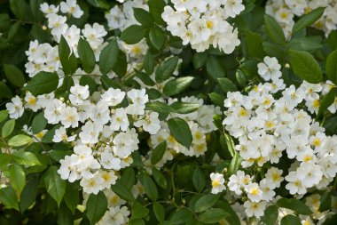 Beyaz polyanthus gülleri olan çalılık. Çiçekli gül çalısı