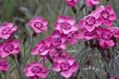 Dianthus Tesisatı 'nın pembe çiçekleri. Çiçek tarlasında yaygın pembe çiçekler