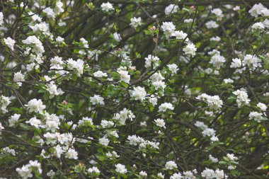 Elma çiçeği ağacı. Baharda elma ağaçlarının beyaz çiçekleri