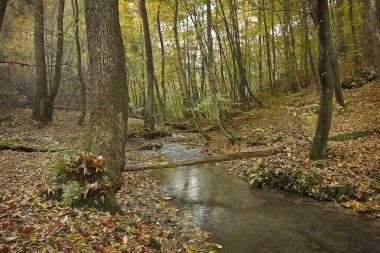 Ormanda küçük bir nehri olan sonbahar manzarası