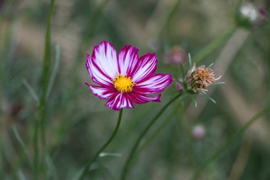 Çiçekli pembe kozmetik bahçesi. Pembe çiçekler.