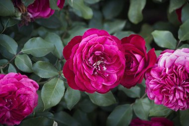 Çalıların üzerinde güzel pembe güller.