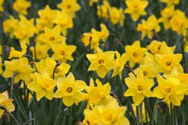 Sarı nergisler, yakın plan. Parktaki çiçek tarhında çiçek açan nergisler..