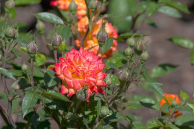 Yakın planda bir portakal gülü. Bahçede açan bir gül