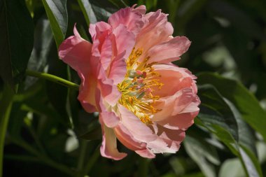 Pembe bir şakayığın yakın çekimi. Bahçede şakayık çeşitleri 'Mercan Günbatımı'