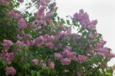 Çiçekli mor leylak çalısı yakın plan. Çiçekli leylak çalısı