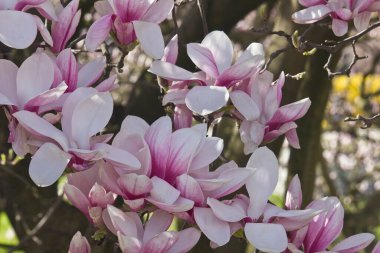 Bahar çiçekli pembe manolya ağacı. Magnolia Soul Angeana Çiçek açan dallar