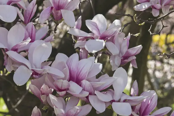 Bahar çiçekli pembe manolya ağacı. Magnolia Soul Angeana Çiçek açan dallar