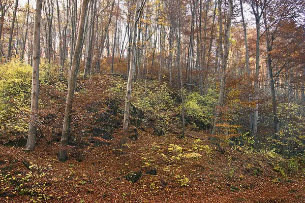 Sonbahar manzarası. Sarı yapraklı bir sonbahar ormanı manzarası