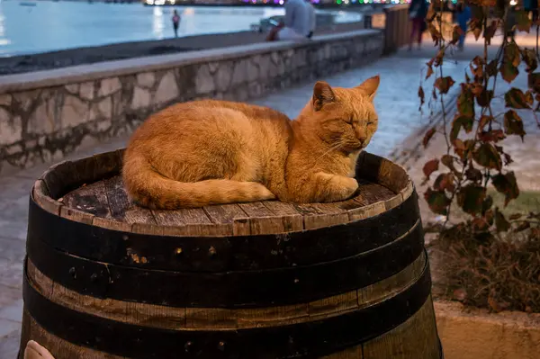 Deniz kıyısında varilde yatan kırmızı kedi.