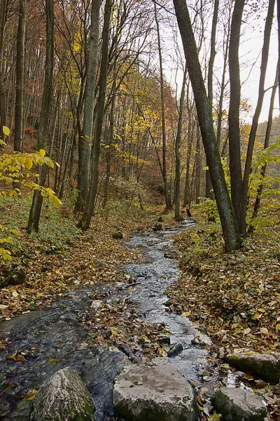  Ormanda altın sonbahar. Sonbahar ormanında bir nehir manzarası