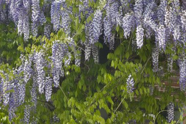 Split 'in tarihi merkezinde eski taş evleri olan dar bir sokak.. 