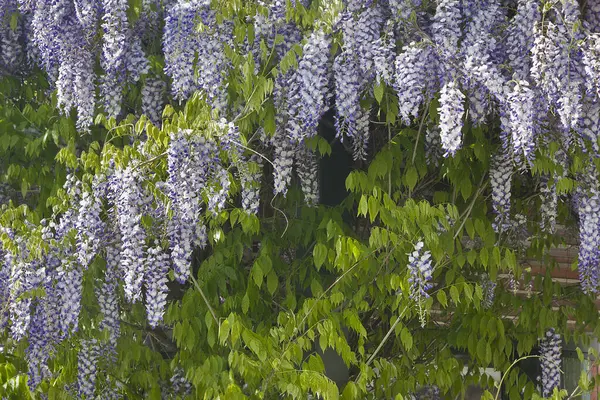 Split 'in tarihi merkezinde eski taş evleri olan dar bir sokak.. 