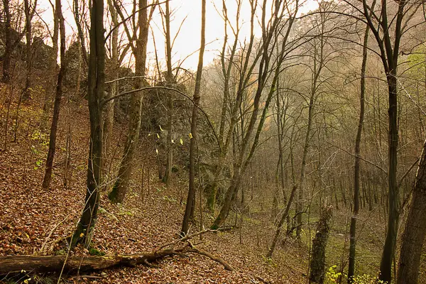 sonbahar ormanı sonbahar geçidi kayalarla doludur.