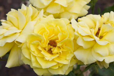 Sarı gül bahçedeki çalıların üzerinde.