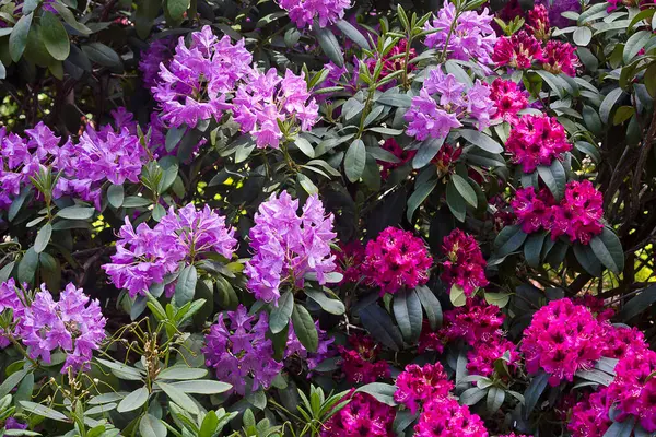 Çiçek açan rhododendron çalısı. Yakın plan rododendron pembe çiçekleri