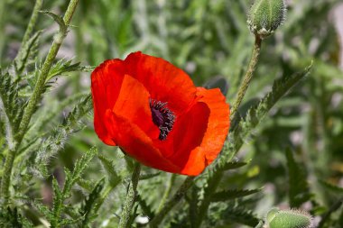 Haşhaş çiçeklerine yakın çekim. Çiçek tarlasında kırmızı haşhaş.