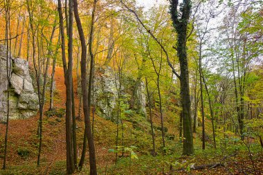 Ormanda resimli kayaların olduğu sonbahar manzarası. Polonya 'nın Doğası