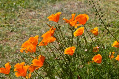 Eschscholzia çiçeklerine yakın çekim. Bahçedeki portakal çiçekleri çiçek tarhında.