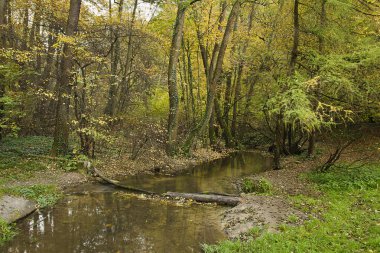 Ormanda küçük bir nehri olan sonbahar manzarası