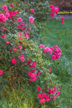 Çiçekli bir gül çalısı olan bahçe.