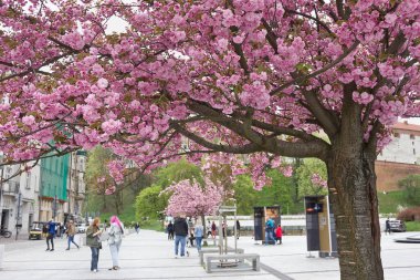 Sakura çiçekleri yakın plan. Pembe çiçekli bahar sakura ağaçları.