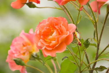 Turuncu gül yakın çekim bahçede bir çalı