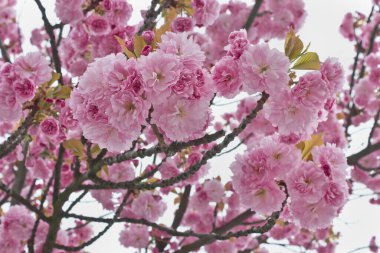 Sakura çiçekleri yakın plan. Pembe çiçekli bahar sakura ağaçları.