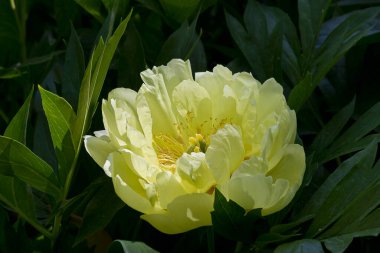 Sarı şakayıklı bir yakın çekim. Sarı bir bahçe çiçeği. 