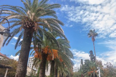 Bulutlu gökyüzüne karşı palmiye ağaçları olan sokak.